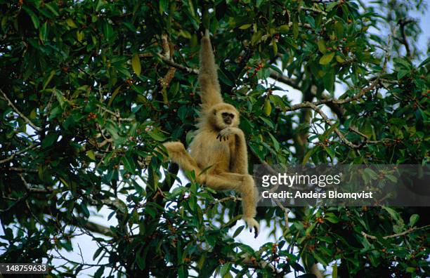 gibbon (genus hylobates), just hanging out and munching the fruit from a fig tree - khao yai national park stock pictures, royalty-free photos & images