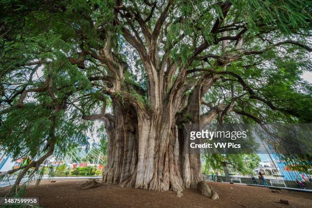 The Tree of Tule in Santa Maria del Tule, Oaxaca Mexico, has the widest trunk of any tree in the world. It is a Montezuma Cypress, estimated to be...