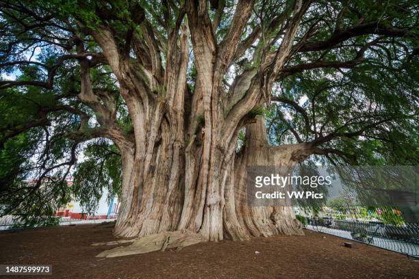 The Tree of Tule in Santa Maria del Tule, Oaxaca Mexico, has the widest trunk of any tree in the world. It is a Montezuma Cypress, estimated to be...