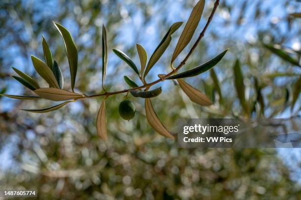 Olive oil process, Province of Jaen region , Spain.