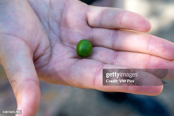 Olive oil process, Province of Jaen region , Spain.