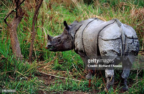 asiatic one-horned rhinoceros. - lumbini nepal stock pictures, royalty-free photos & images