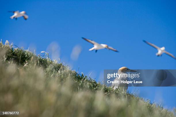 cape kidnappers gannet colony. - cape kidnappers gannet colony stock pictures, royalty-free photos & images