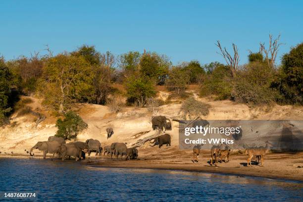 African elephants and greater kudus on Chobe river bank, Chobe National Park, Botswana.