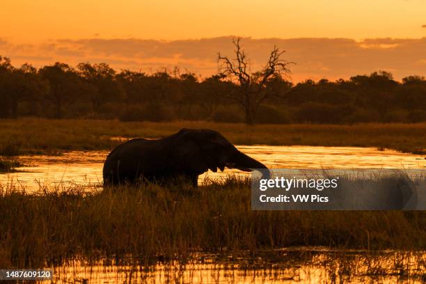 African elephant at sunset in Khwai river, Khwai Concession, Okavango Delta, Botswana.