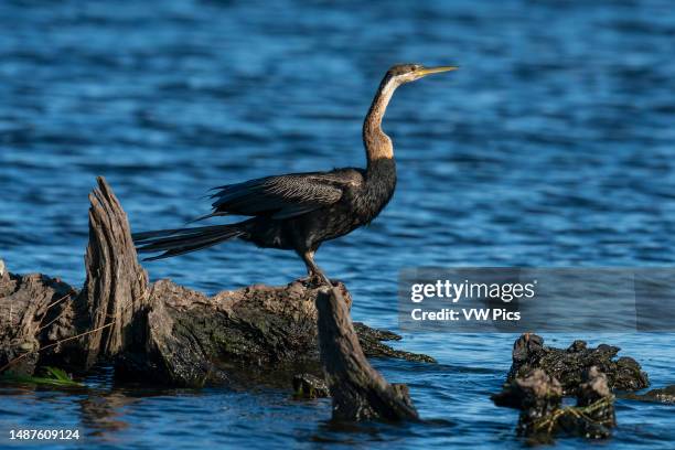 African Darter , Chobe National Park, Botswana.