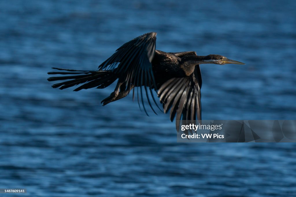 African Darter (Anhinga rufa), Chobe National Park, Botswana