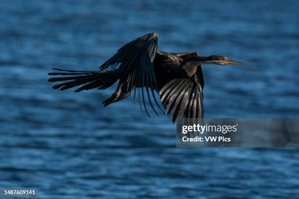 African Darter , Chobe National Park, Botswana.