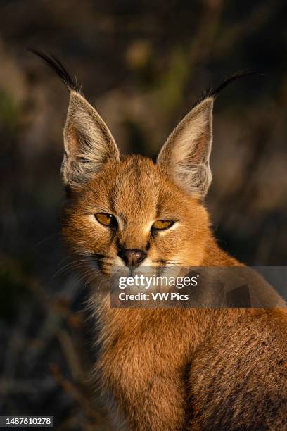 Portrait of a caracal , Savuti, Chobe National Park, Botswana.