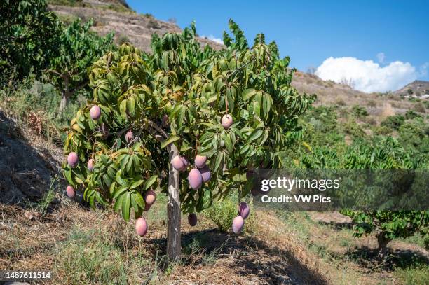 Mangoes growing on tree at tropical fruit farm, Almeria, Spain.