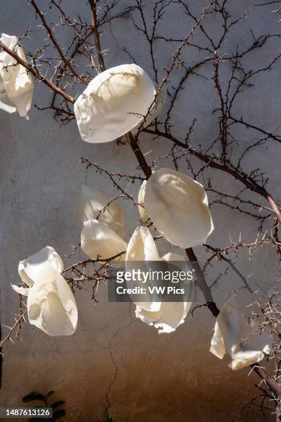 Thin bees wax forms bleach in the sun on thorny tree branches before use in making candles in Teotitlan del Valle, Oacaca, Mexico. These thin forms...