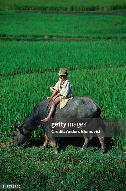 a boy on the back of a water buffalo. - quảng ngãi stock-fotos und bilder