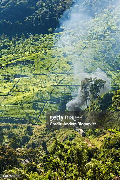 steampowered miniature train from mettupalayam to udhagamandalam puffing through teaplantations below conoor. - ooty stock pictures, royalty-free photos & images