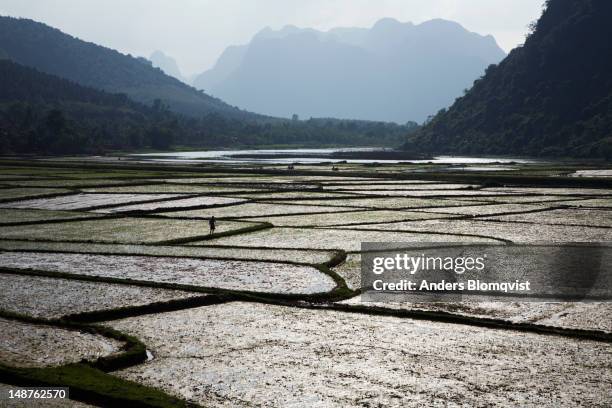 man walking in ricefields near ke bang national park. - phong nha kẻ bàng national park stock pictures, royalty-free photos & images