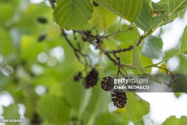 Alder fruits and leaves, bergamo, Italy.