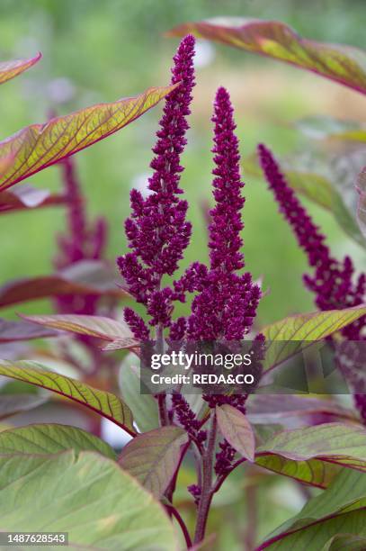 Amaranthus cruentus flowers, bergamo, Italy.