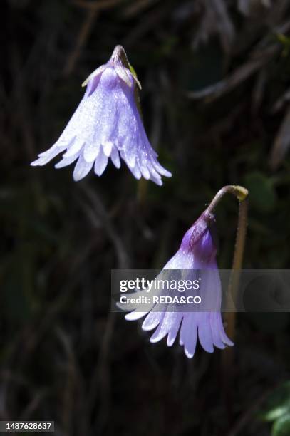 Soldanella pusilla flowers, sambuzza valley, Italy.