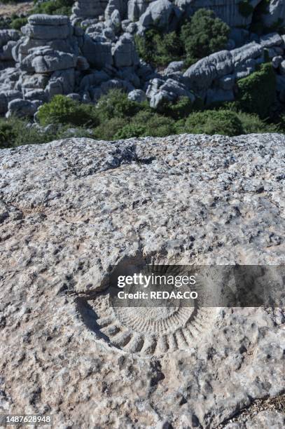 Ammonite fossils and rocks, antequera, spain.
