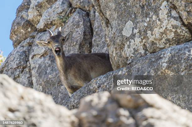 Spanish ibex, antequera, spain.