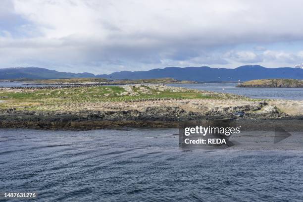 Hammer Island Penguin Colony, Ushuaia, Tierra del Fuego, Argentina, South America.