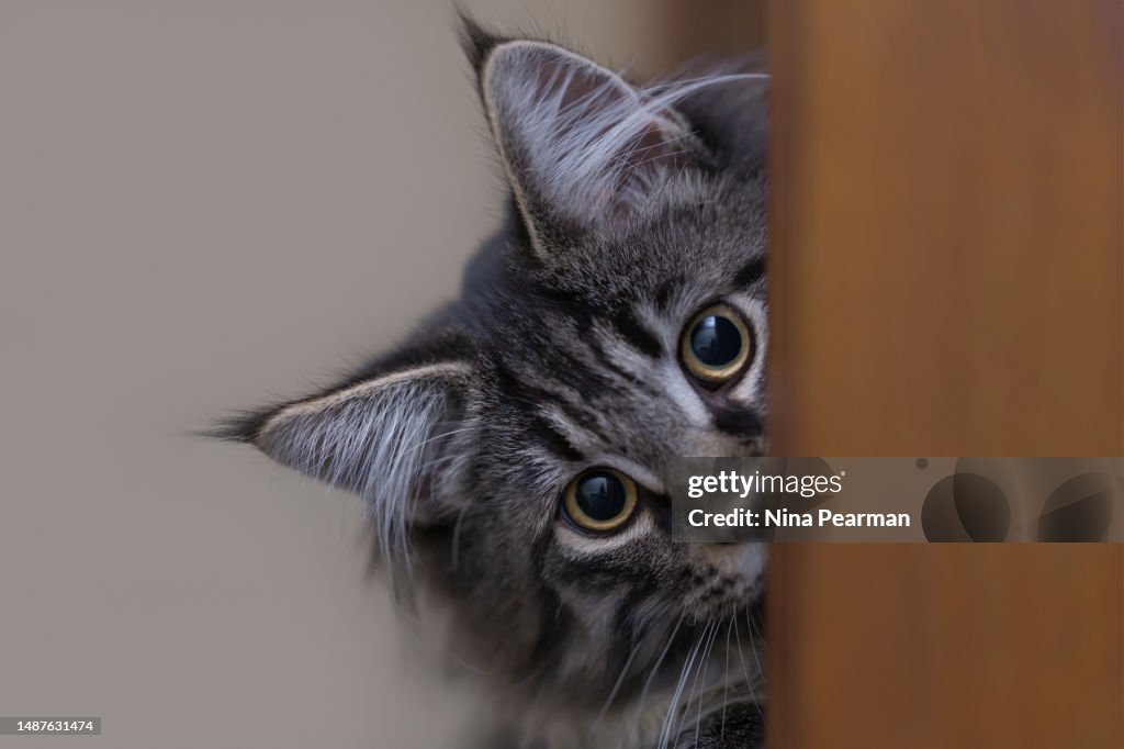 Peek-A-Boo Kitten