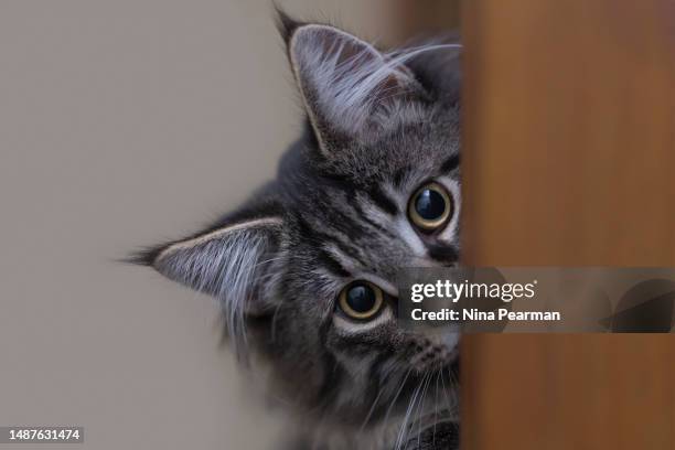 peek-a-boo kitten - maine coon cat stock pictures, royalty-free photos & images