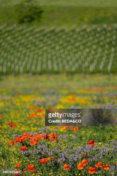 Poppy flowering Pantena Valley, Grezzana, Veneto, Italy, Europe.