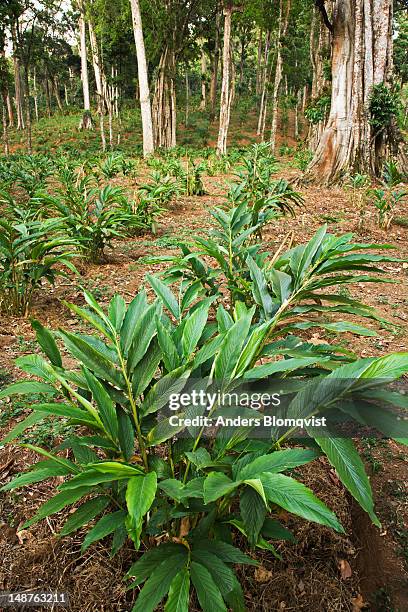 cardamom plants. - cardamom - fotografias e filmes do acervo