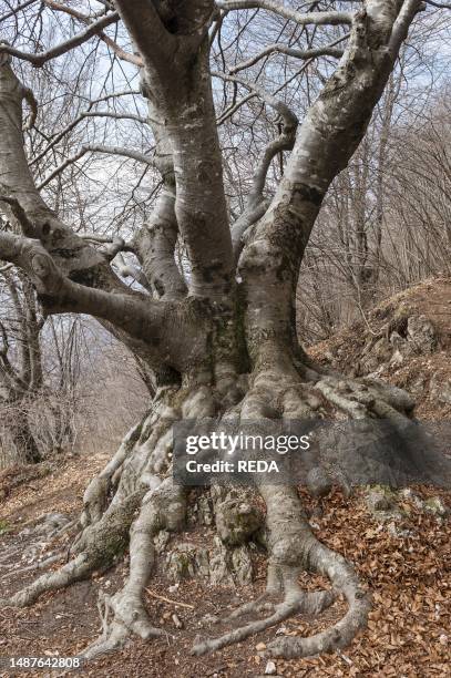 Pertus Ralefatane 85 Pertus Stock Photos, High-Res Pictures, and Images - Getty Images