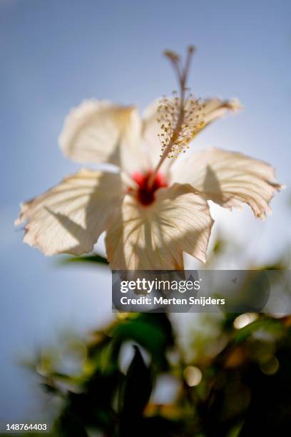 white hibiscus flower backlit by sun, matira point. - matira point stock pictures, royalty-free photos & images