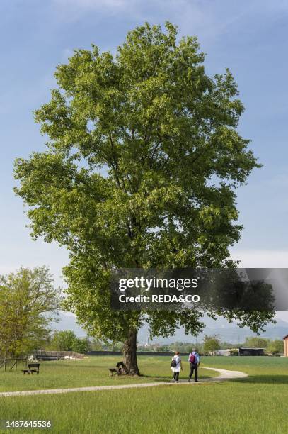 Black poplar tree, ghisalba, Italy.