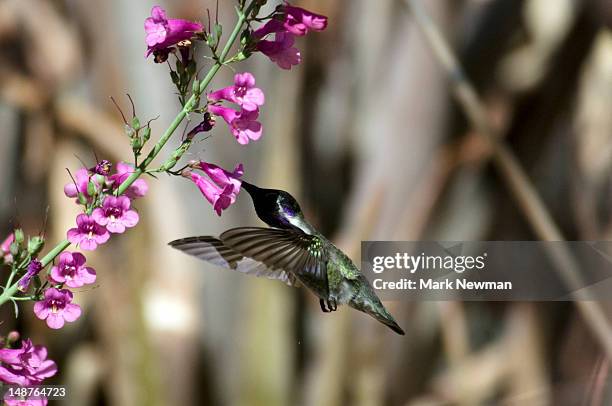 hummingbird at sonora desert museum near tucson. - arizona sonora desert museum stock pictures, royalty-free photos & images