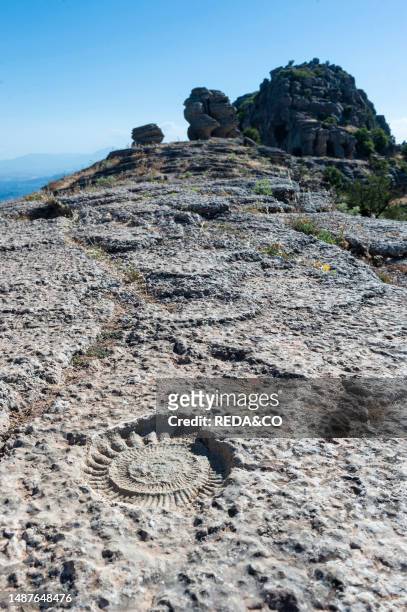 Ammonite Fossils and Rocks. Antequera. Spain.