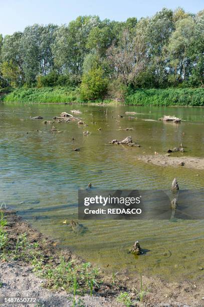 Piroga and Pile Dwellings Finding in The Oglio River. Calvatone. Italy.