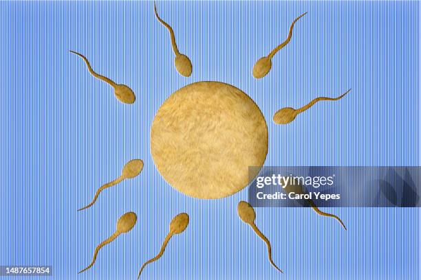 sperm cells about to fertilize an ovum in paperwork - human egg stock pictures, royalty-free photos & images