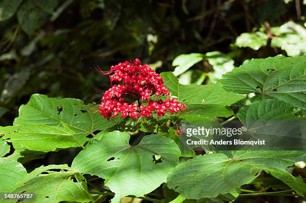 pagoda flower (clerodendrum paniculatum) growing in rainforest. - clerodendrum bildbanksfoton och bilder