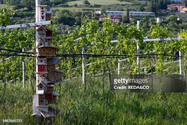 Nesting houses for birds in a vineyard, Val Pantena, Grezzana, Veneto, Italy, Europe.