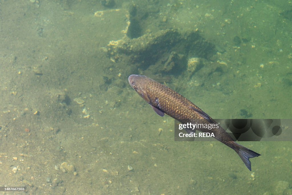 H. omegna. verbania Cusio Ossola Province. piedmont. Italy. squalius Cephalus. cyprinidae. chub. fishes. orta Lake. Italyn. horizontal