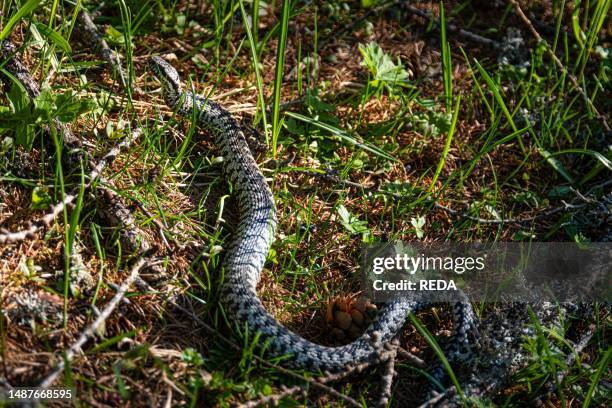 Adder, vipera berus, Non valley, Trentino, Italy, Europe.