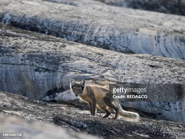 Arctic Fox , during summer at the coastline of the Drykalski Peninsula in the Uummannaq Fjrodsystem. America, Greenland, Drygalski Peninsula, danish...