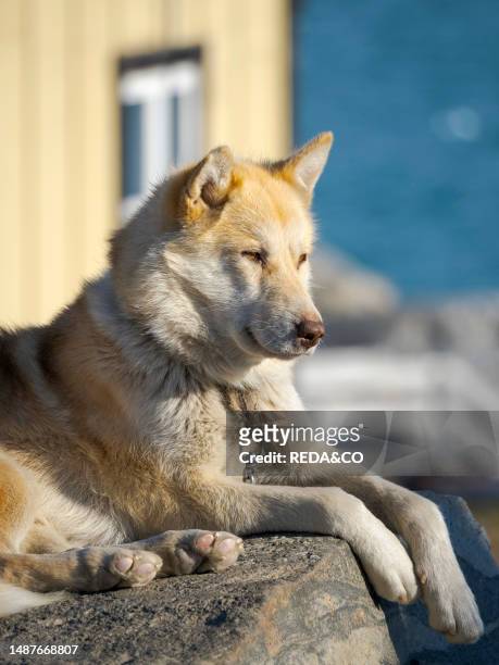 Sled dog in the small town Uummannaq in the north of west greenland. During winter the dogs are still used as dog teams to pull sledges of fishermen....