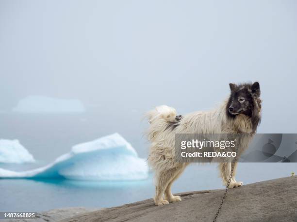 Sled dog in the small town Uummannaq in the north of west greenland. During winter the dogs are still used as dog teams to pull sledges of fishermen....