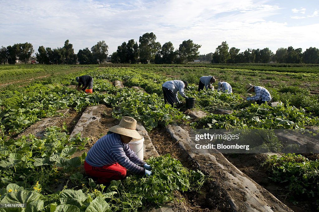 Organic Produce Harvesting At Suzie's Farm