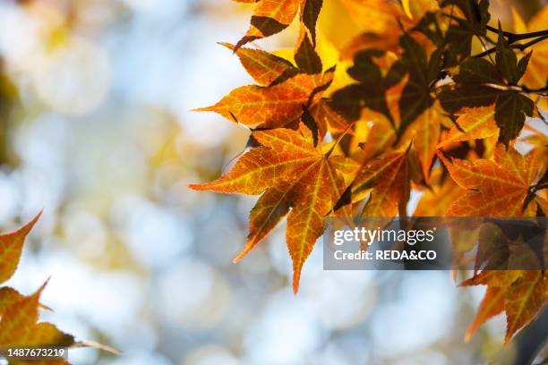 Japanese maple in autumn. Beautiful autumn maple leaves in sunlight. Autumn forest natural landscape/background.