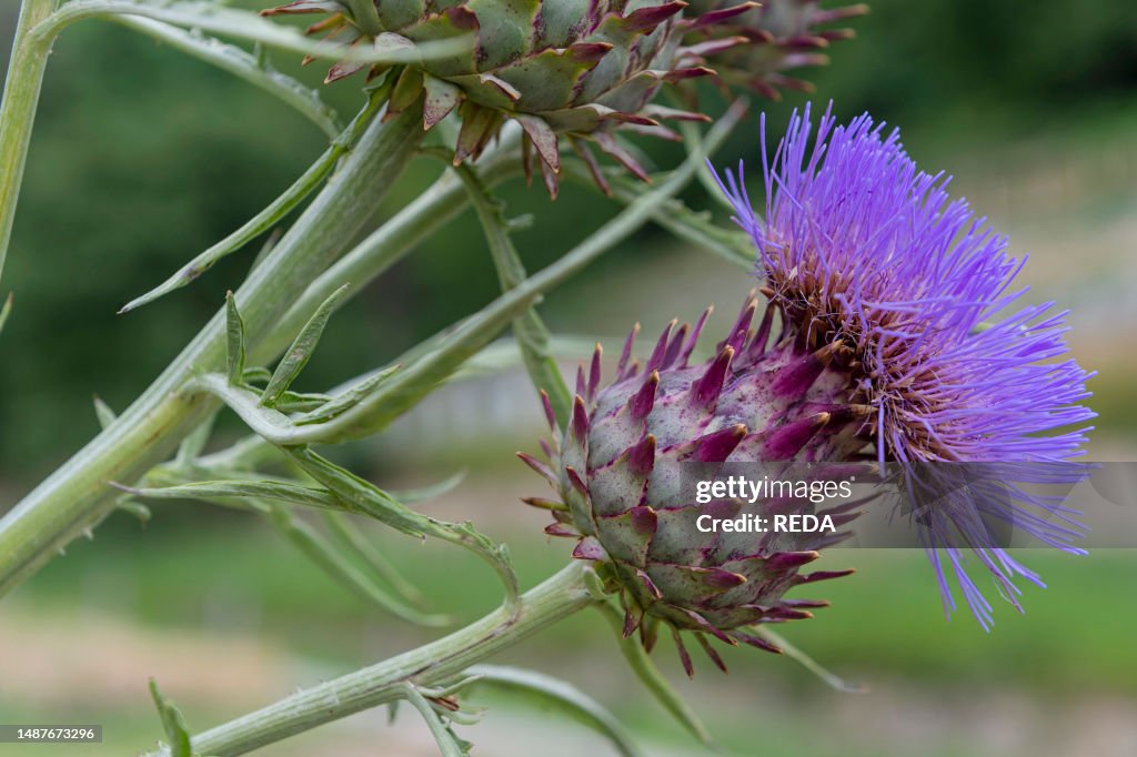 Milk thistle flower, bergamo, Italy