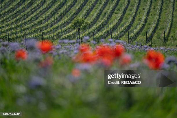 Poppy flowering with vineyard background, Val Pantena, Grezzana, Veneto, Italy, Europe.