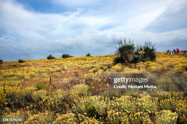 Cinquale, moved dunes beach, with helichrysum, Versilia, Italy.