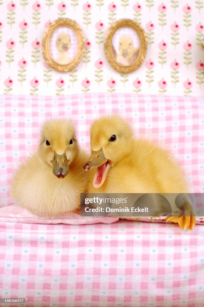 Duckling complaining