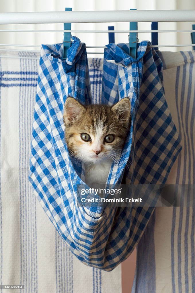 Kitten hanging on a washing line in a dishcloth