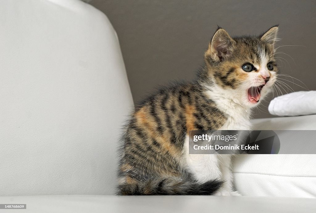 Crying, or yawning kitten